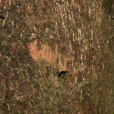 Margaritaria discoidea Bark.