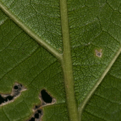 Lindackeria dentata Midrib and venation, leaf lower surface.