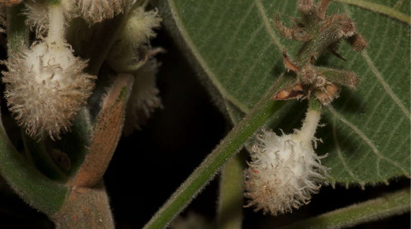 Buchnerodendron speciosum Flower buds.