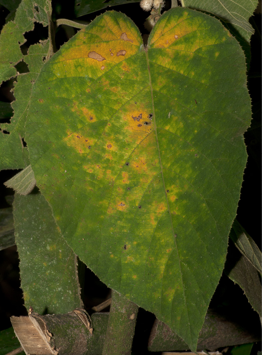 Buchnerodendron speciosum Leaf, upper surface.
