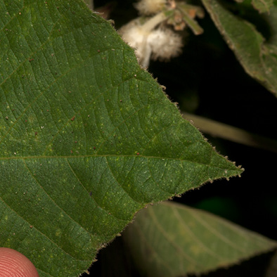 Buchnerodendron speciosum Leaf tip.