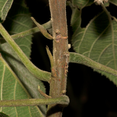 Buchnerodendron speciosum Petiole bases and stipules.