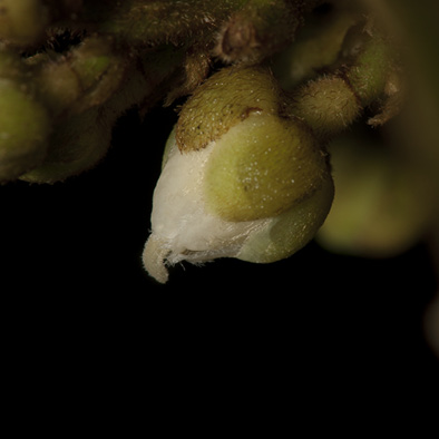 Deinbollia molliuscula Flower.