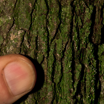 Diospyros pseudomespilus Bark.