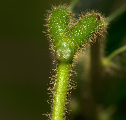 Albizia ferruginea Gland at top of rachis.