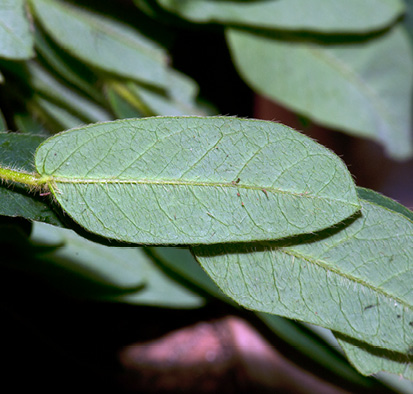 Albizia ferruginea Immature leaflet, lower surface.