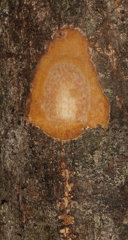 Deinbollia molliuscula Slash.