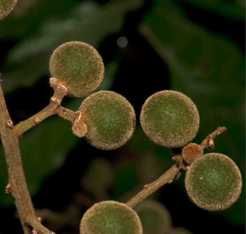 Deinbollia molliuscula Immature fruit.