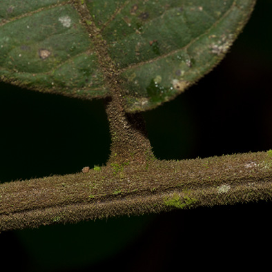 Deinbollia molliuscula Rachis, leaflet base and petiolule.