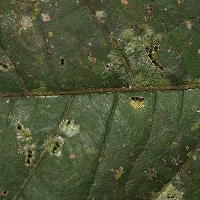 Deinbollia molliuscula Midrib and venation, leaf upper surface.