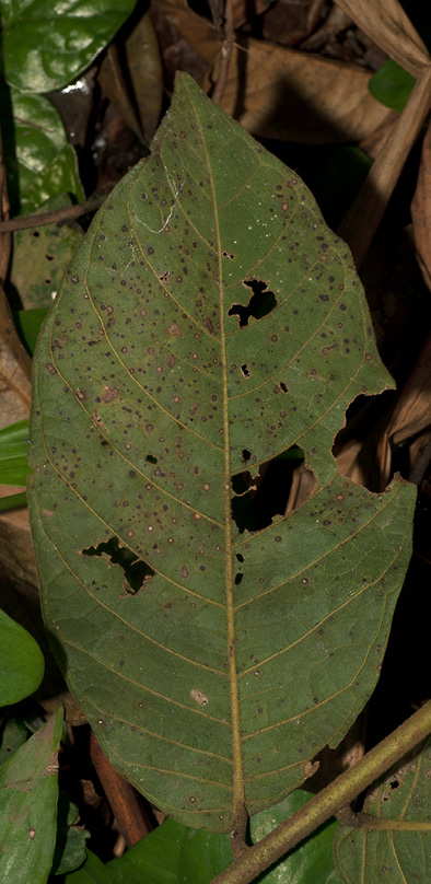 Deinbollia molliuscula Leaflet, lower surface.