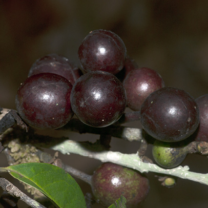 Greenwayodendron suaveolens Ripe fruit.