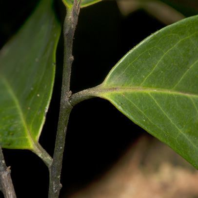 Greenwayodendron suaveolens Leaf base and petiole, upper surface.