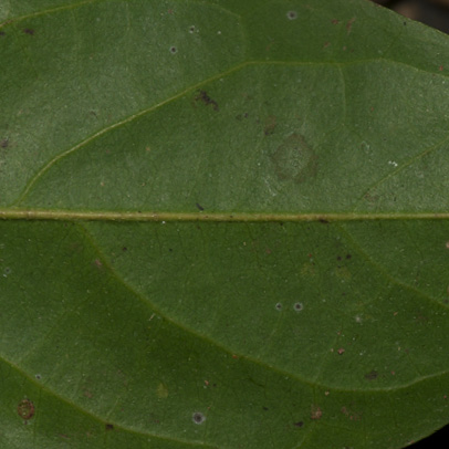 Greenwayodendron suaveolens Midrib and venation, lower surface.