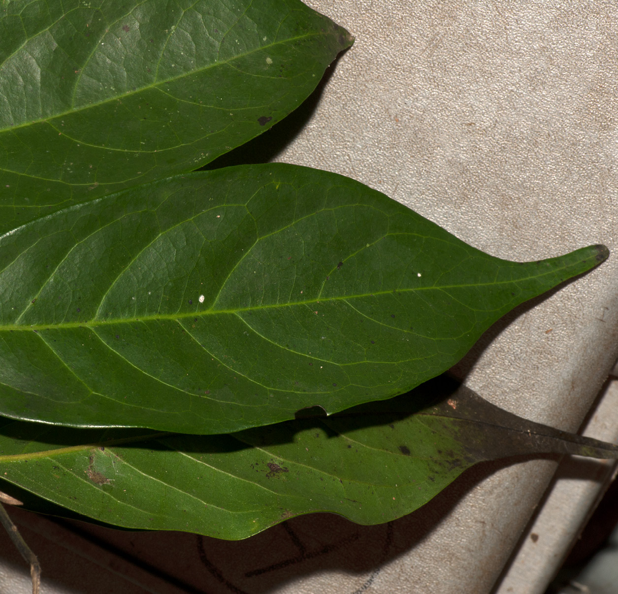 Greenwayodendron suaveolens Mature leaf, upper surface.