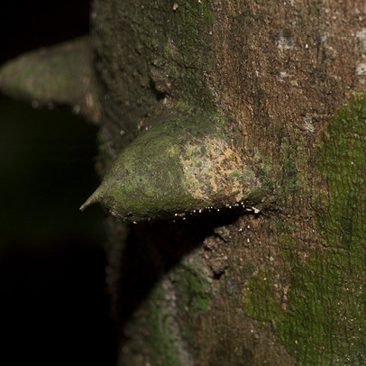 Zanthoxylum tessmannii Spine on trunk.