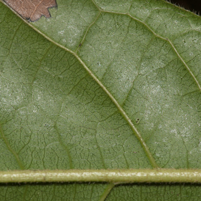 Diospyros pseudomespilus Midrib and venation, leaf lower surface.