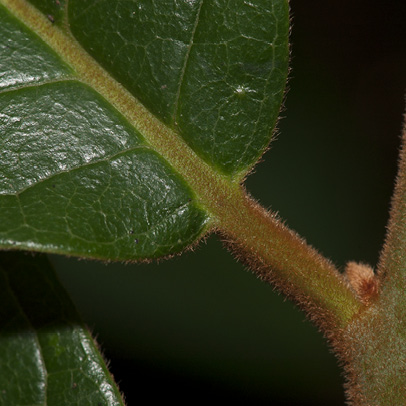 Diospyros pseudomespilus Leaf base and petiole, upper surface.