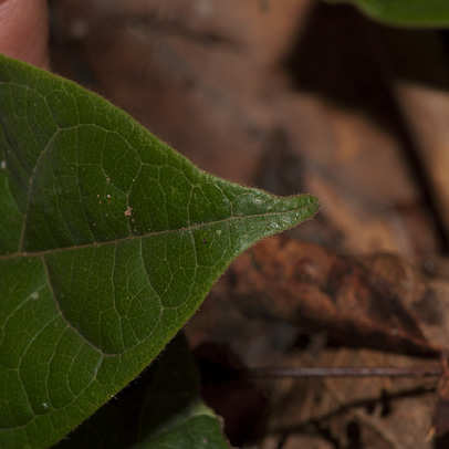 Diospyros pseudomespilus Leaf tip, upper surface.