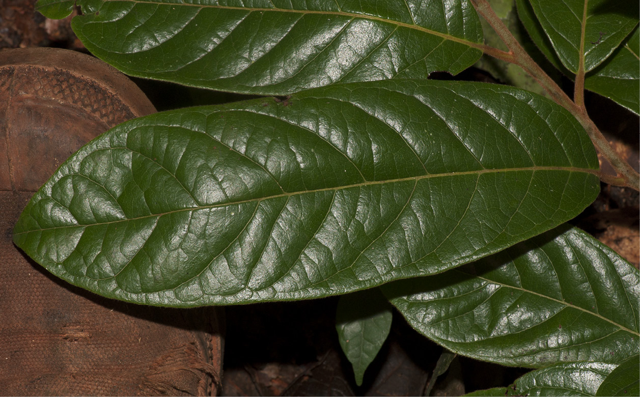 Diospyros pseudomespilus Leaf, upper surface.