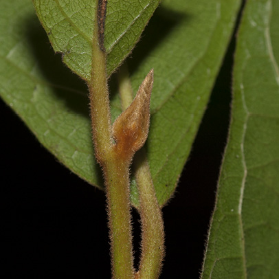 Diospyros pseudomespilus Terminal bud and leaf base.