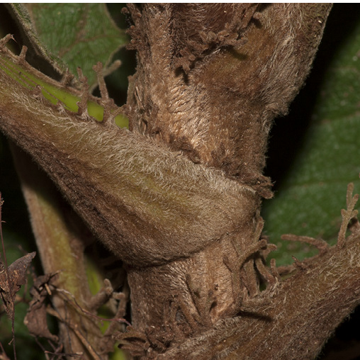 Vernonia titanophylla Petiole base.