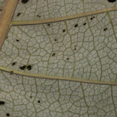 Vernonia titanophylla Midrib and venation, leaf lower surface.