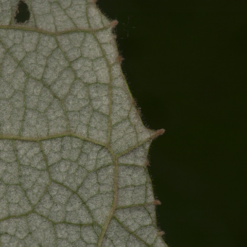 Vernonia titanophylla Leaf margin, lower surface.