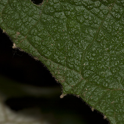 Vernonia titanophylla Leaf margin, upper surface.