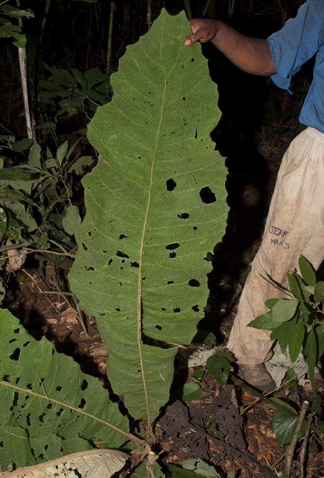 Vernonia titanophylla Leaf, upper surface.