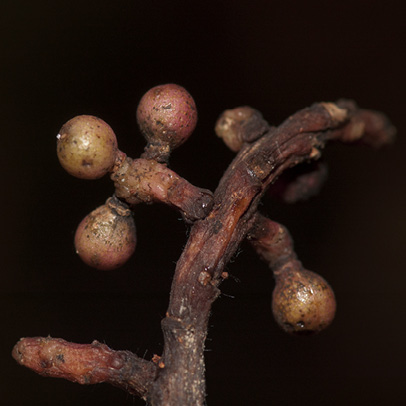 Zanthoxylum tessmannii Immature fruit.