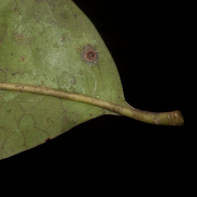 Zanthoxylum tessmannii Leaflet base, lower surface.