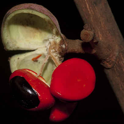 Trichilia welwitschii Open fruit containing two black seeds with red aril.