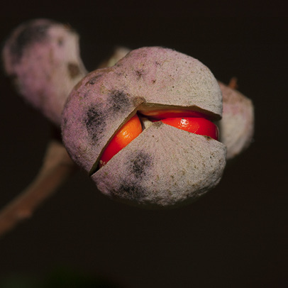 Trichilia welwitschii Ripe fruit.