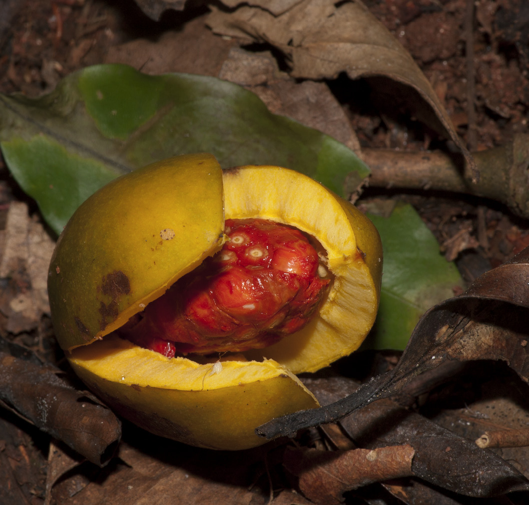 Casearia barteri Ripe fruit.