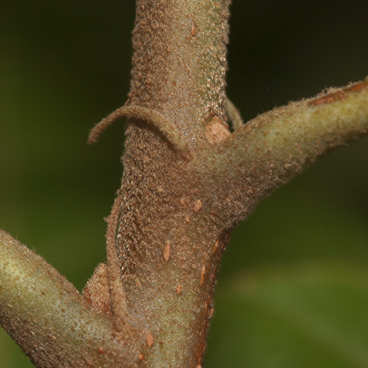 Christiana africana Petiole base and stipule.