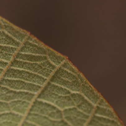 Christiana africana Leaf margin, lower surface.