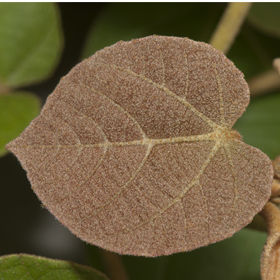 Christiana africana Young leaf.