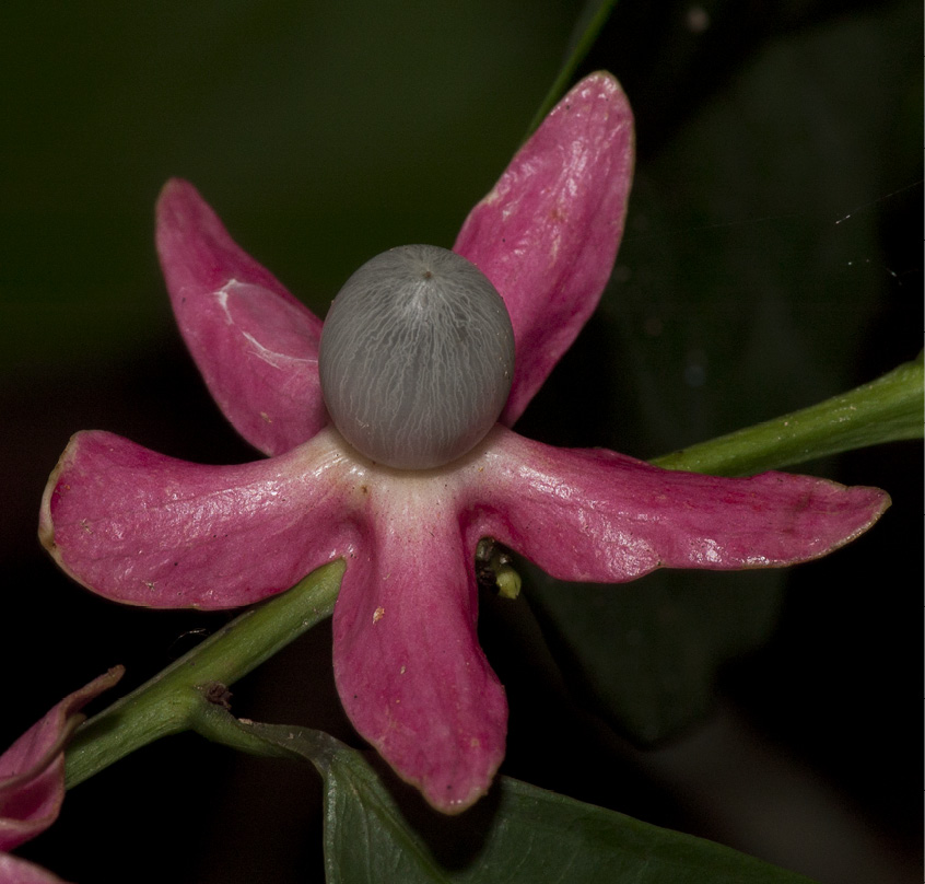 Heisteria parvifolia Mature fruit.