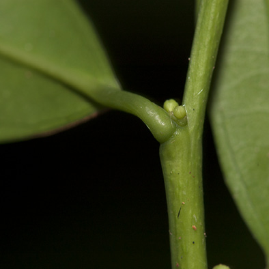 Heisteria parvifolia Petiole and flower buds.