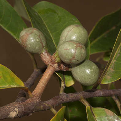 Cleistopholis patens Immature fruit.