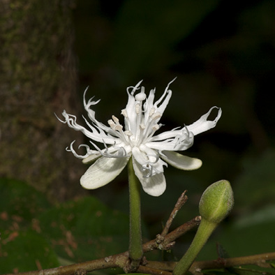 Dicranolepis pulcherrima Flower.
