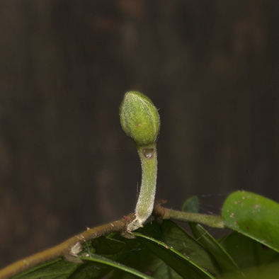 Dicranolepis pulcherrima Flower bud.