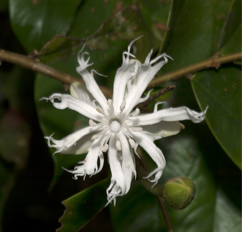 Dicranolepis pulcherrima Flower, seen from above.