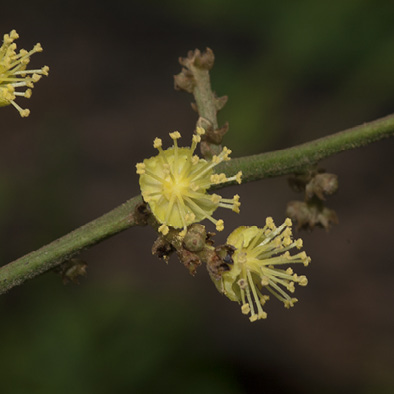 Grossera macrantha Male flowers.