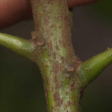 Grossera macrantha Petiole bases.