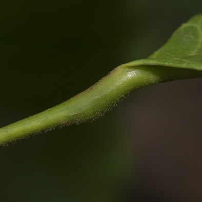 Grossera macrantha Swelling at top of petiole.