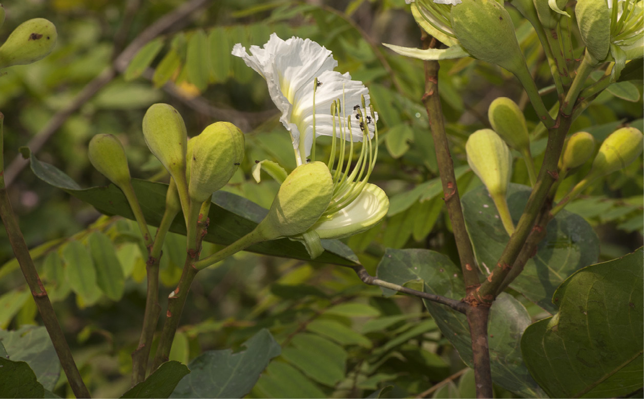 Berlinia bruneelii Flower and flower buds.