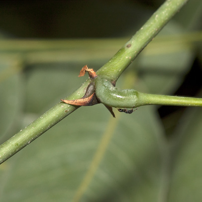 Millettia griffoniana Stipules and petiole base.