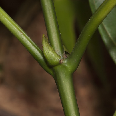 Pauridiantha rubens Stipule.